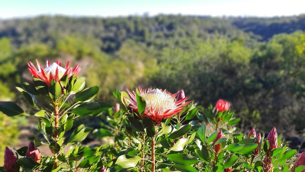 Hotel Woodlands Self Catering Knysna Exterior foto